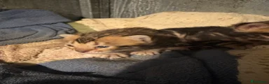 Bengal Kitten 2