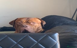 Dogue De Bordeaux dogs for stud: Dogue de Bordeaux For stud Enzo  - Image 22
