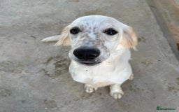 Mixed Breed dogs for adoption: Roo (Spaniel/Setter mix) - Image 17