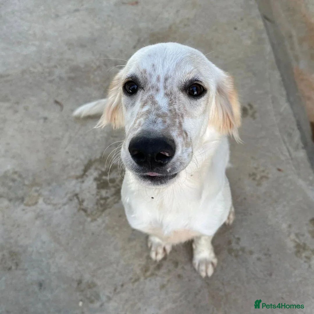 Mixed Breed dogs for adoption: Roo (Spaniel/Setter mix) - Image 17