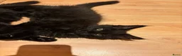 Maine Coon cats for sale: Fluffy Maine Coon Kittens - Advert 10