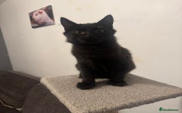 Mixed Breed cats for sale: 2 gorgeous black long haired girls - Image 6
