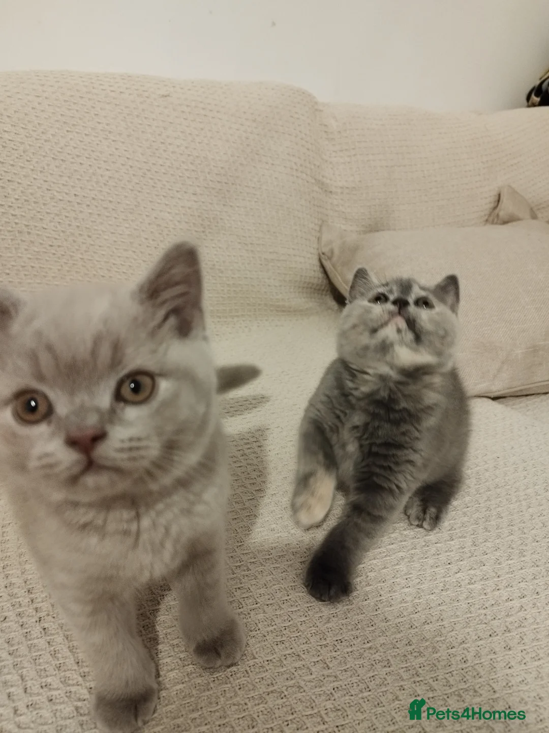 British Shorthair cats for sale: Adorable BSH kittens, GCCF reg. - Advert 4