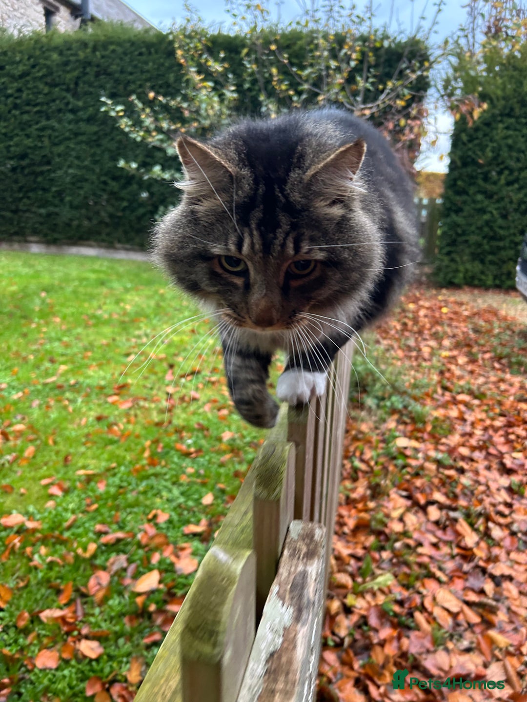 British Longhair cats for sale: Incredibly Beautiful British Longhair Male Cat - Advert 11