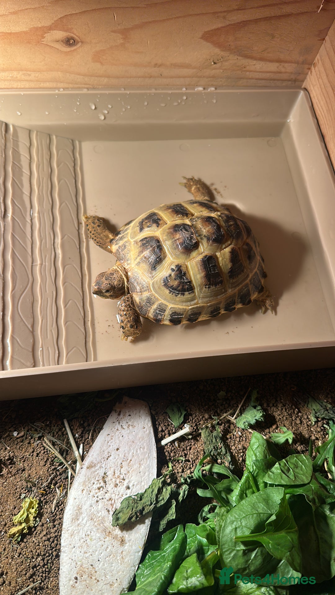 Tortoise reptiles for sale: Horsefield Tortoise - Image 1