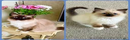 Ragdoll cats for sale: Stunning  ragdoll kittens boy available  - Advert 12