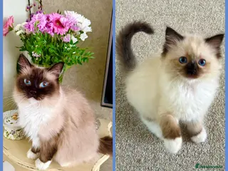 Ragdoll cats Stunning ragdoll kittens - Advert 8