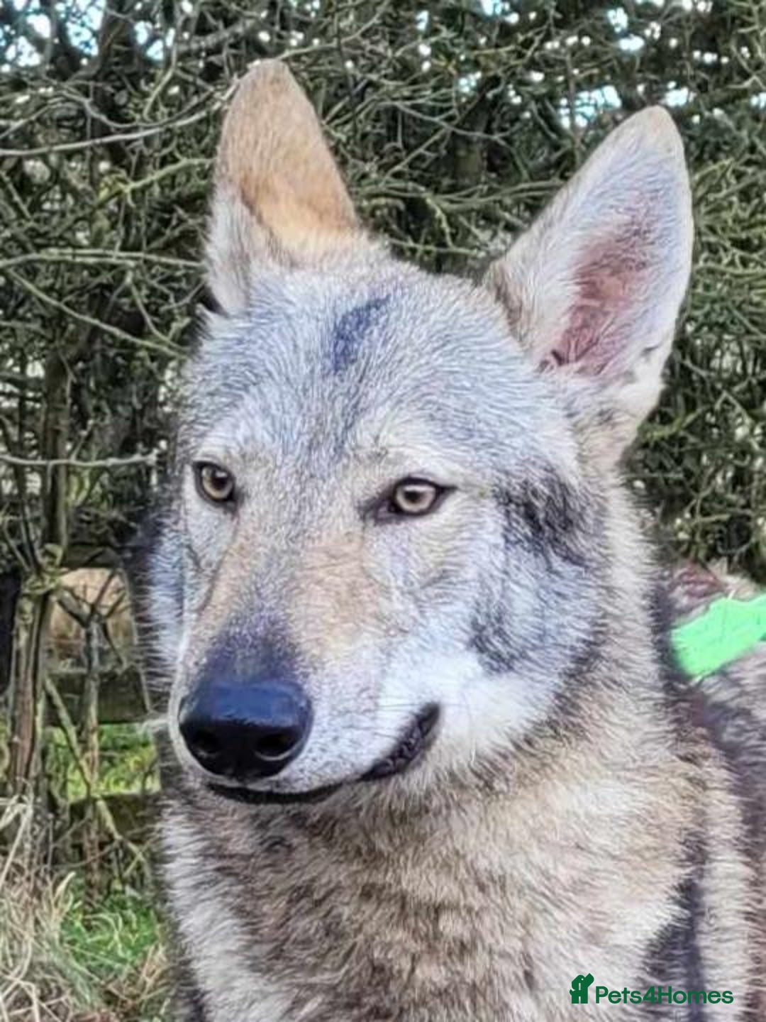 Northern Inuit dogs for sale: RARE BREED TAMASKAN Registered and Embarked - Advert 11