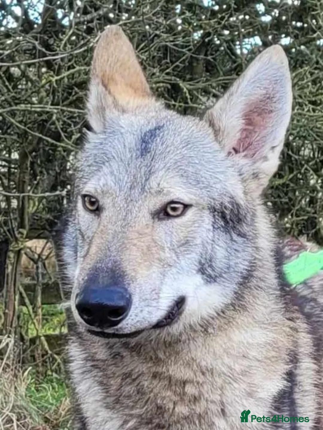 Northern Inuit dogs for sale: RARE BREED TAMASKAN Registered and Embarked - Advert 11