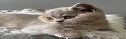 British Longhair cats for sale: **Only 2 Remaining! GCCF British LH/SH Kittens ** - Advert 30