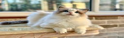 Ragdoll cats for sale: Stunning pet girl  - Advert 11