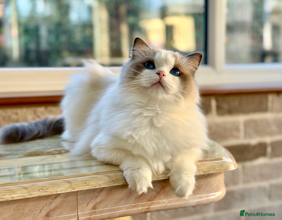 Ragdoll cats for sale: Stunning pet girl  - Advert 11