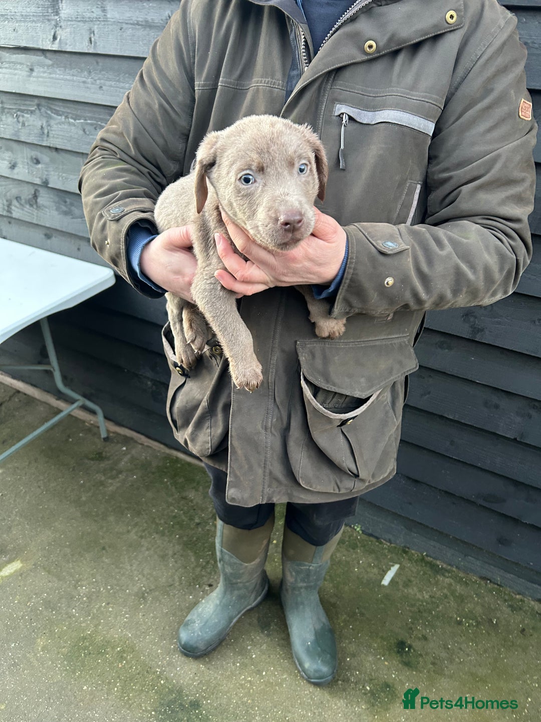 Labrador Retriever dogs for sale: Labrador puppies  - Advert 16