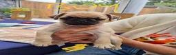 Pug dogs for sale: 5 pug pups for sale - Advert 7