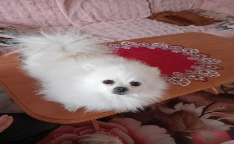 Pomeranian dogs - Advert 6