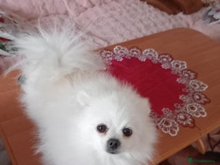 Pomeranian dogs - Advert 20