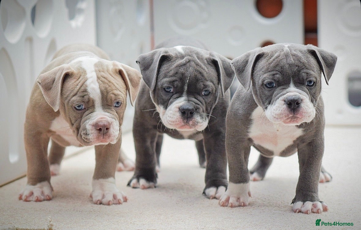 Olde English Bulldogge dogs Professionals, 23 years experience,  - Advert 4
