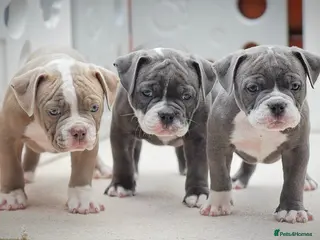 Olde English Bulldogge dogs Professionals, 23 years experience, - Advert 4