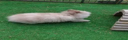 Lionhead rabbits for sale: Beautiful Male Baby. - Advert 4