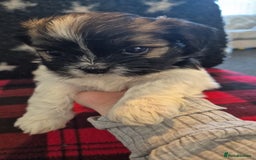 Lhasa Apso dogs for sale: Lhaso Apso Puppies  - Image 35