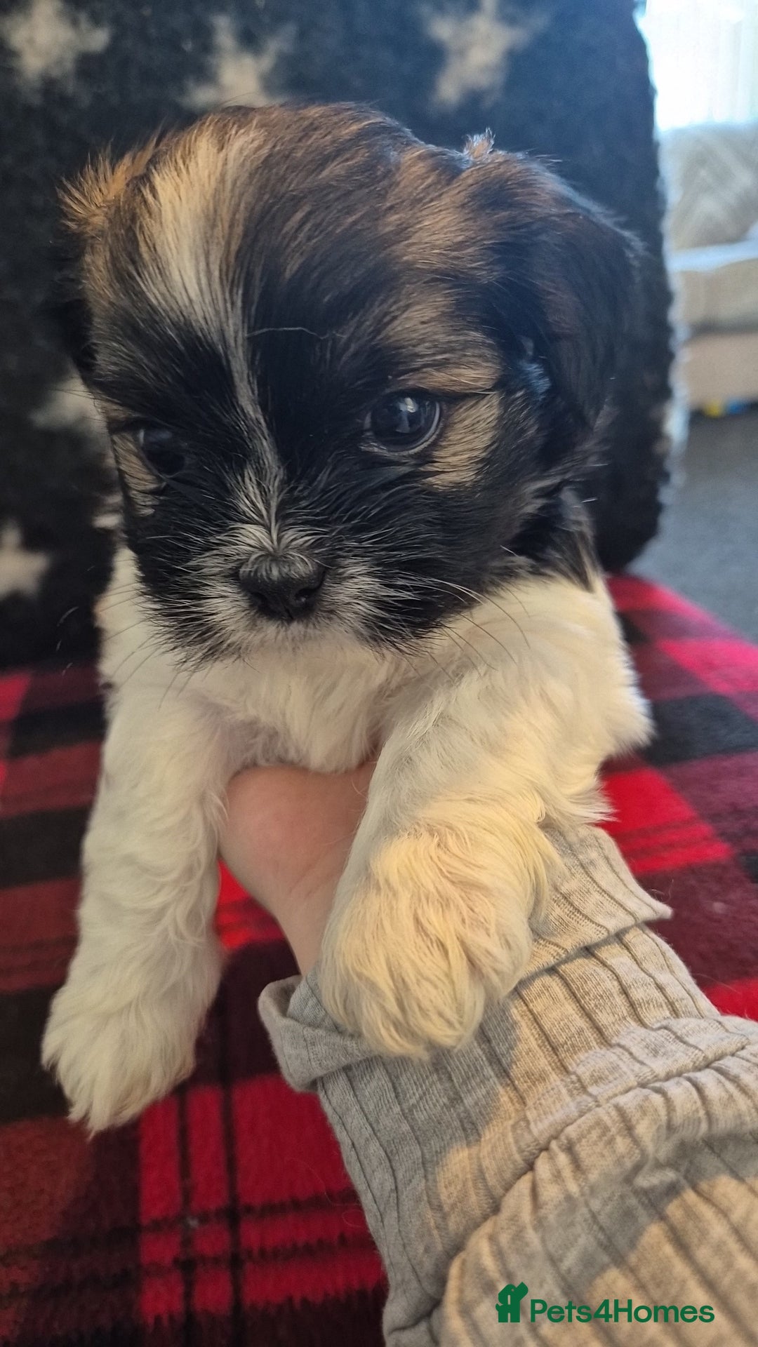 Lhasa Apso dogs for sale: Lhaso Apso Puppies  - Image 35