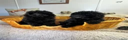 Miniature Poodle dogs for sale: two beautiful Sunning poodles  - Advert 9