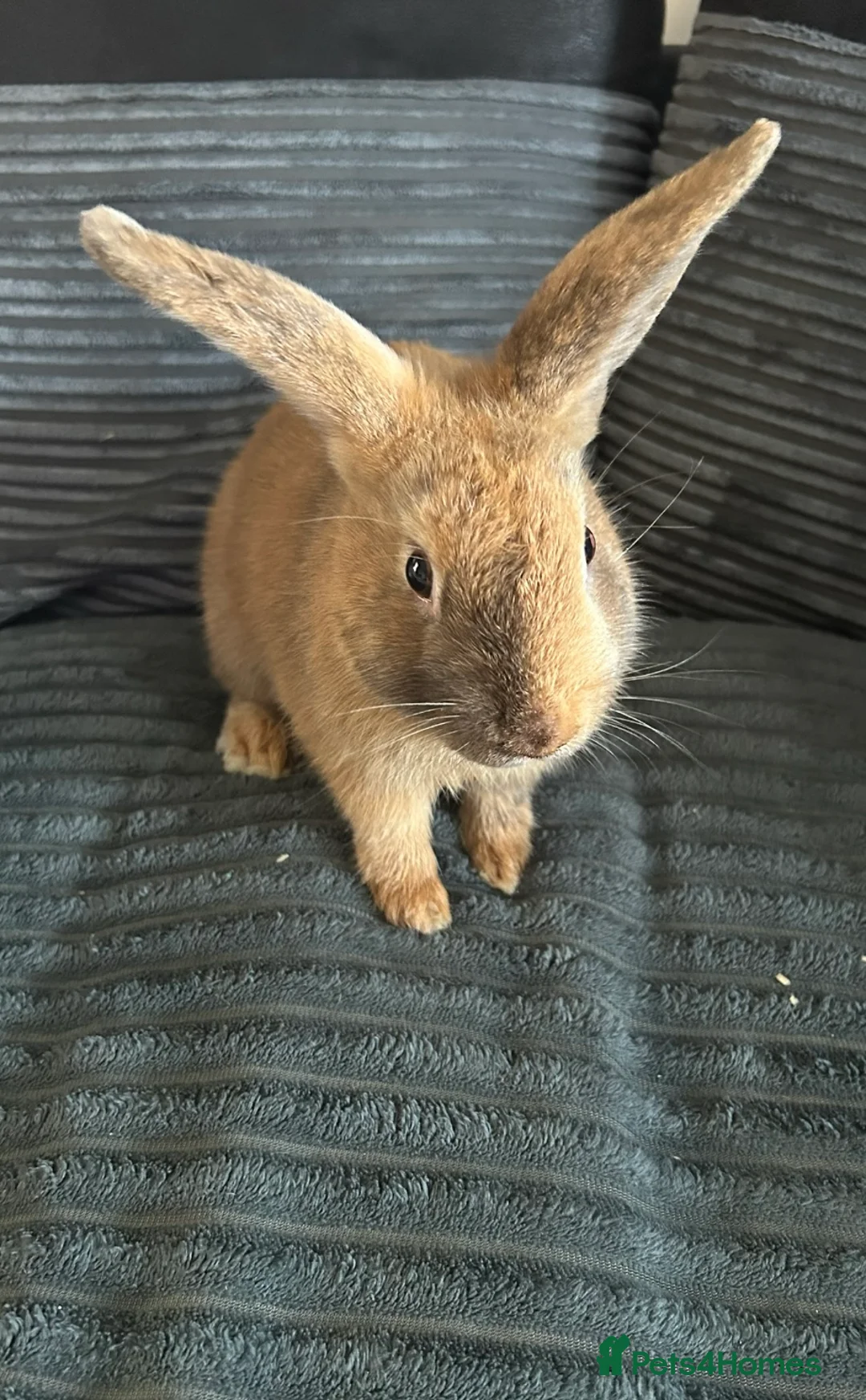 English rabbits for sale: Rabbit - FREE w/ Small Hutch - Advert 2