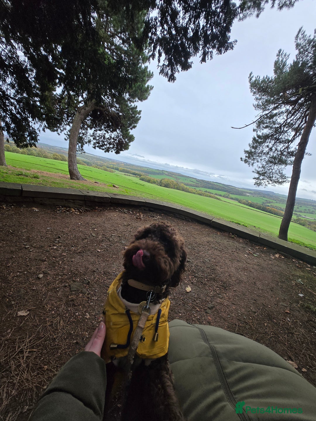 Sproodle dogs for sale: Looking for a safe and happy home - Advert 5