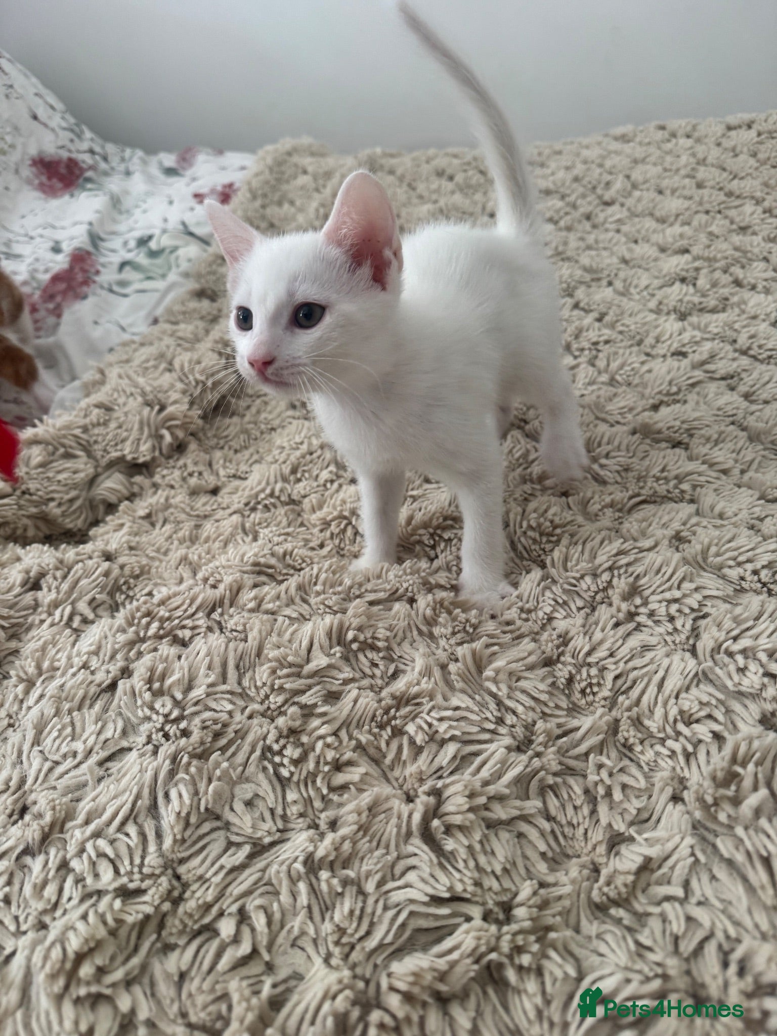 Mixed Breed cats Ready now Adorable Baby Kittens - Advert 13