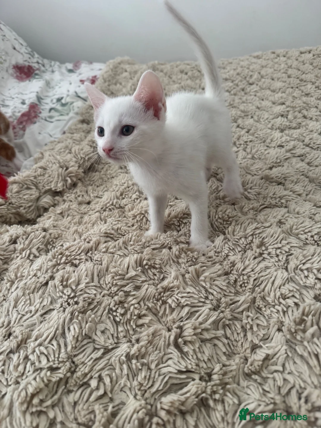 Mixed Breed cats for sale: Ready now Adorable Baby Kittens - Advert 1