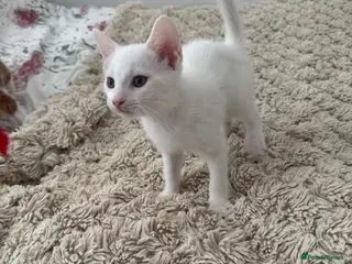 Mixed Breed cats Ready now Adorable Baby Kittens - Advert 1