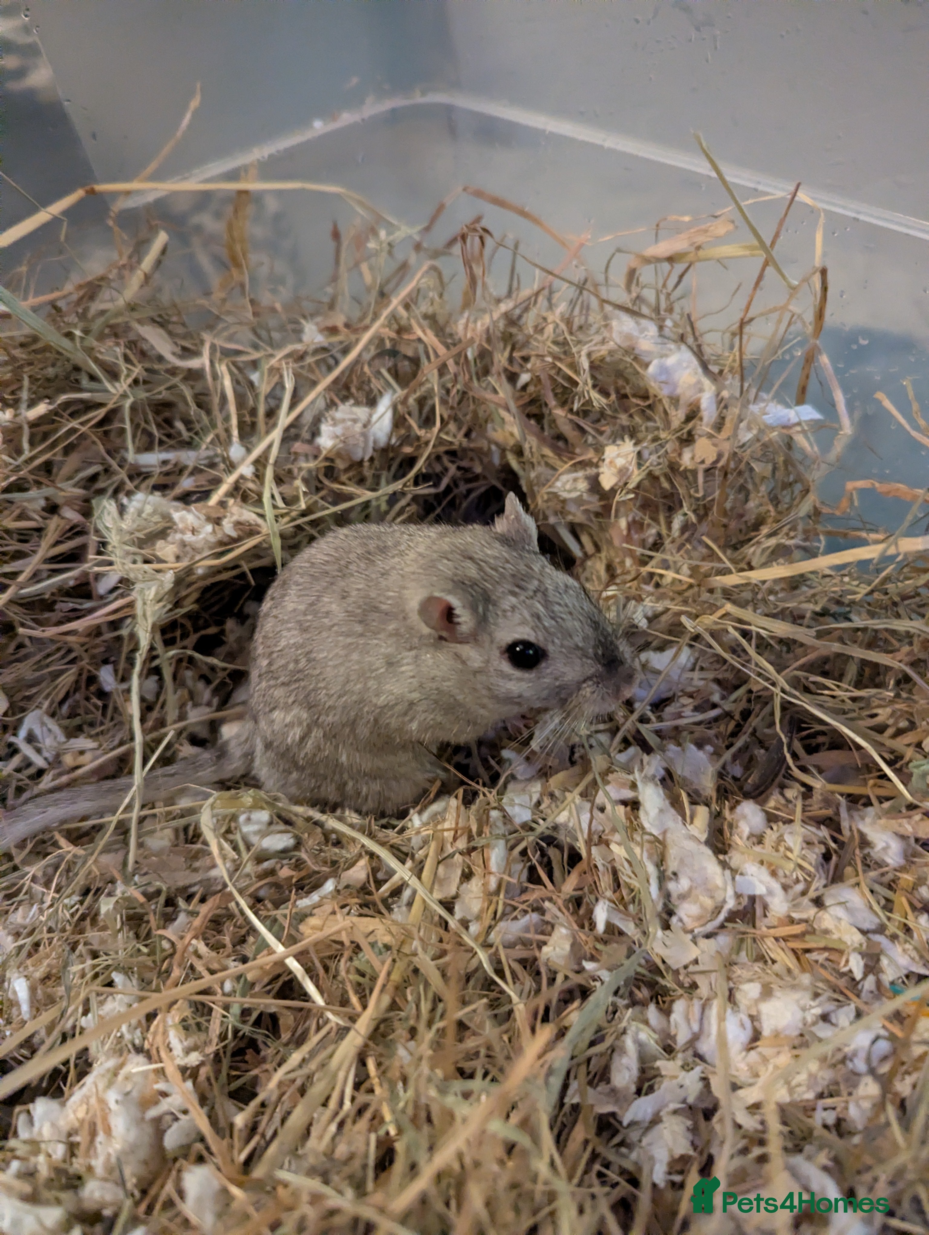 Gerbil rodents Male gerbil free to a GOOD home - Advert 18