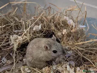 Gerbil rodents Male gerbil free to a GOOD home - Advert 18