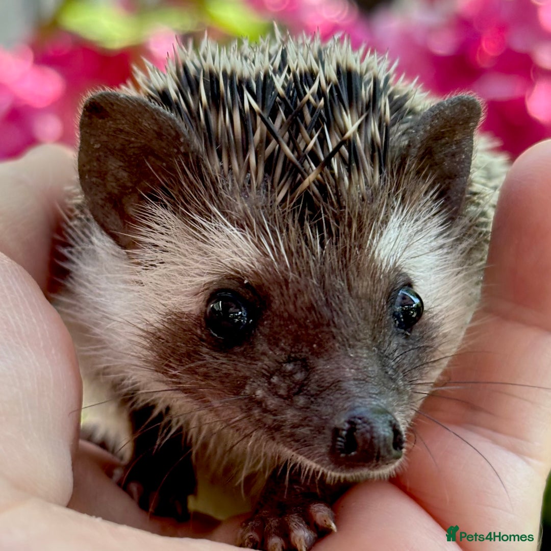 Pygmy Hedgehog rodents for sale: Pedigree African Pygmy Hedgehog 04.05.25 in Eastleigh - Image 4