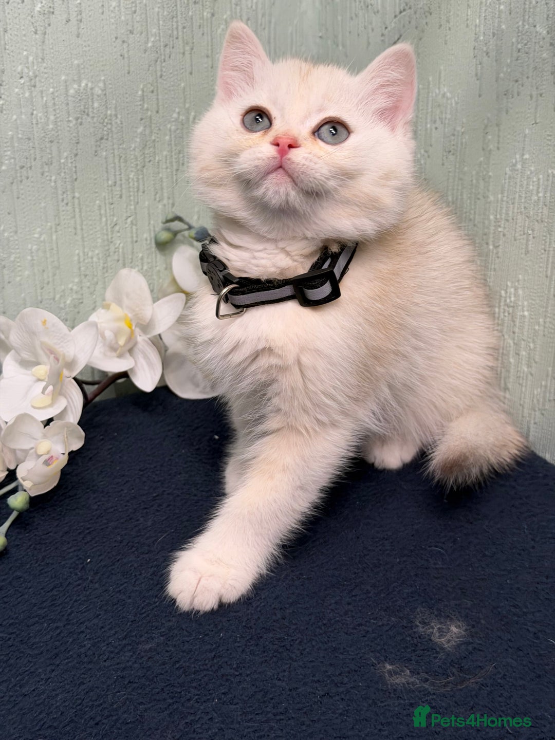 British Shorthair cats for sale: British Sh kittens golden GCCF registered  - Advert 9