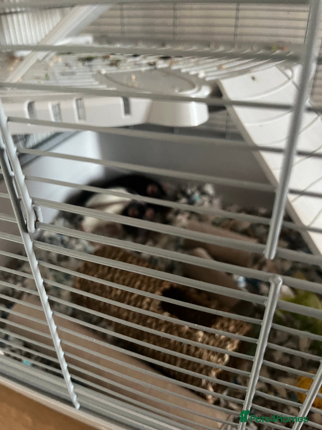 Rat rodents for sale: Two male rats - Advert 1