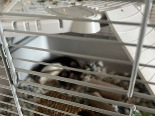 Rat rodents Two male rats - Advert 1