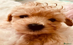 Maltese dogs for stud: Well proven, Kc registered Maltese for stud. in Northampton - Image 14