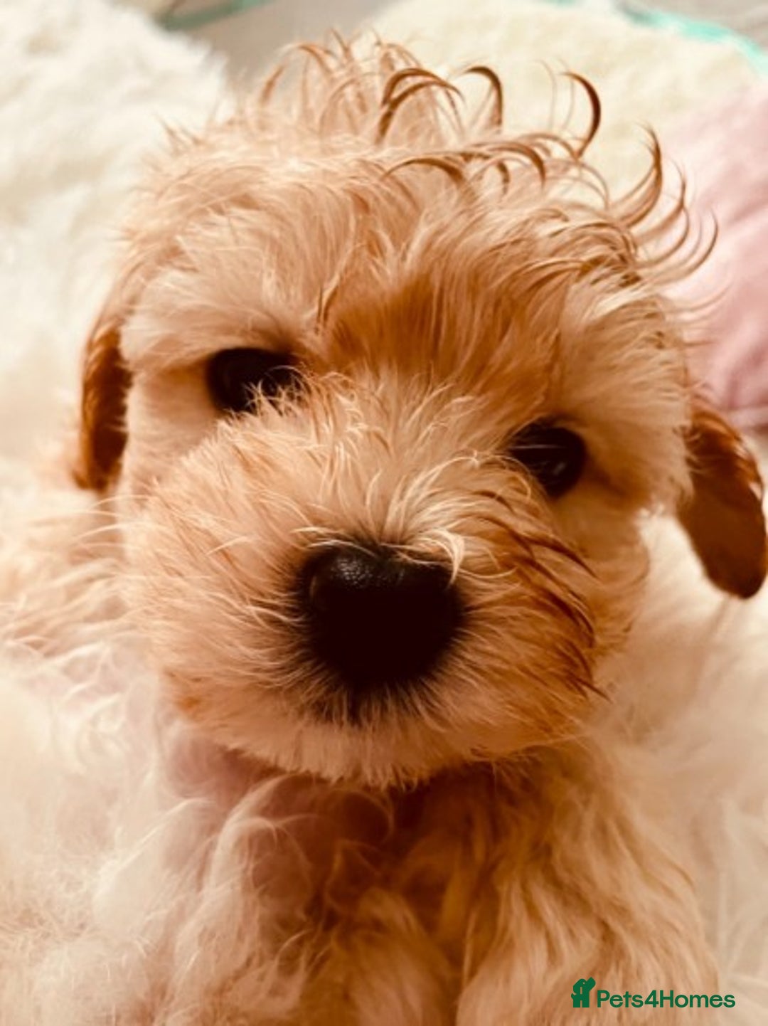 Maltese dogs for stud: Well proven, Kc registered Maltese for stud. in Northampton - Image 14