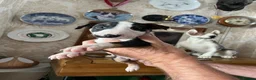 English Bull Terrier dogs for sale: English bull terrier puppies - Advert 18