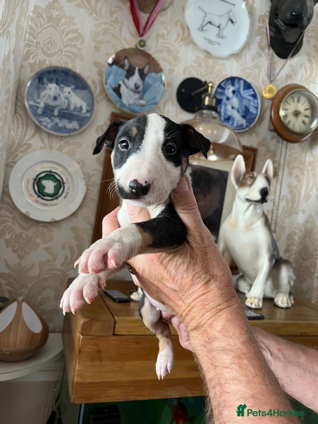 English Bull Terrier dogs for sale: English bull terrier puppies - Advert 18