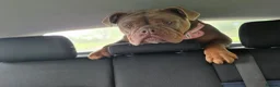 Olde English Bulldogge dogs for sale: Oldee English bulldogge  - Advert 4
