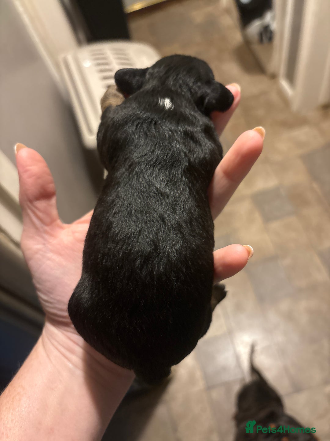 Mixed Breed dogs for sale: Doxiepoos for sale 3 x male 1 x bitch - Image 13