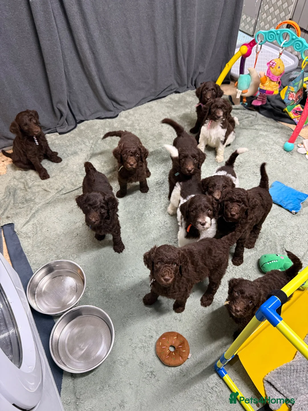 Goldendoodle dogs for sale: Standard F1bb Goldendoodles - three females only  in Ramsgate - Advert 6