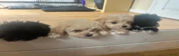 Maltipoo dogs for sale: 🌟 **Adorable Maltipoo Puppies!** 🌟  - Advert 24