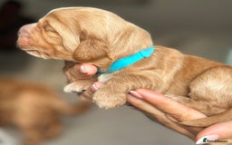 Cockapoo dogs for sale: Stunning F2 DNA health tested Cockapoo puppies  - Image 4