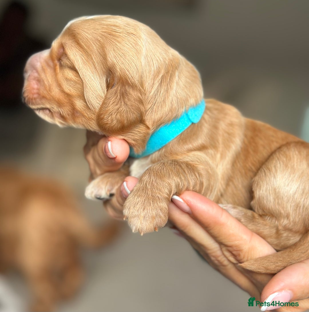 Cockapoo dogs for sale: Stunning F2 DNA health tested Cockapoo puppies  - Image 4