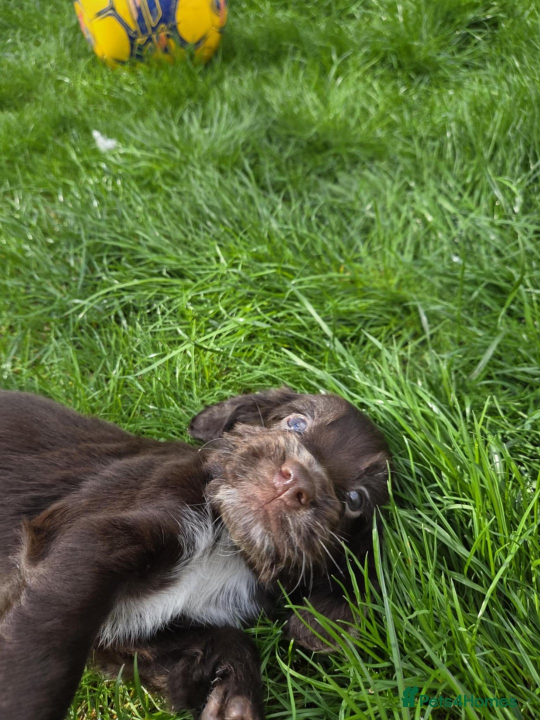 Cocker Spaniel dogs for sale: Show cocker spaniels  - Image 13