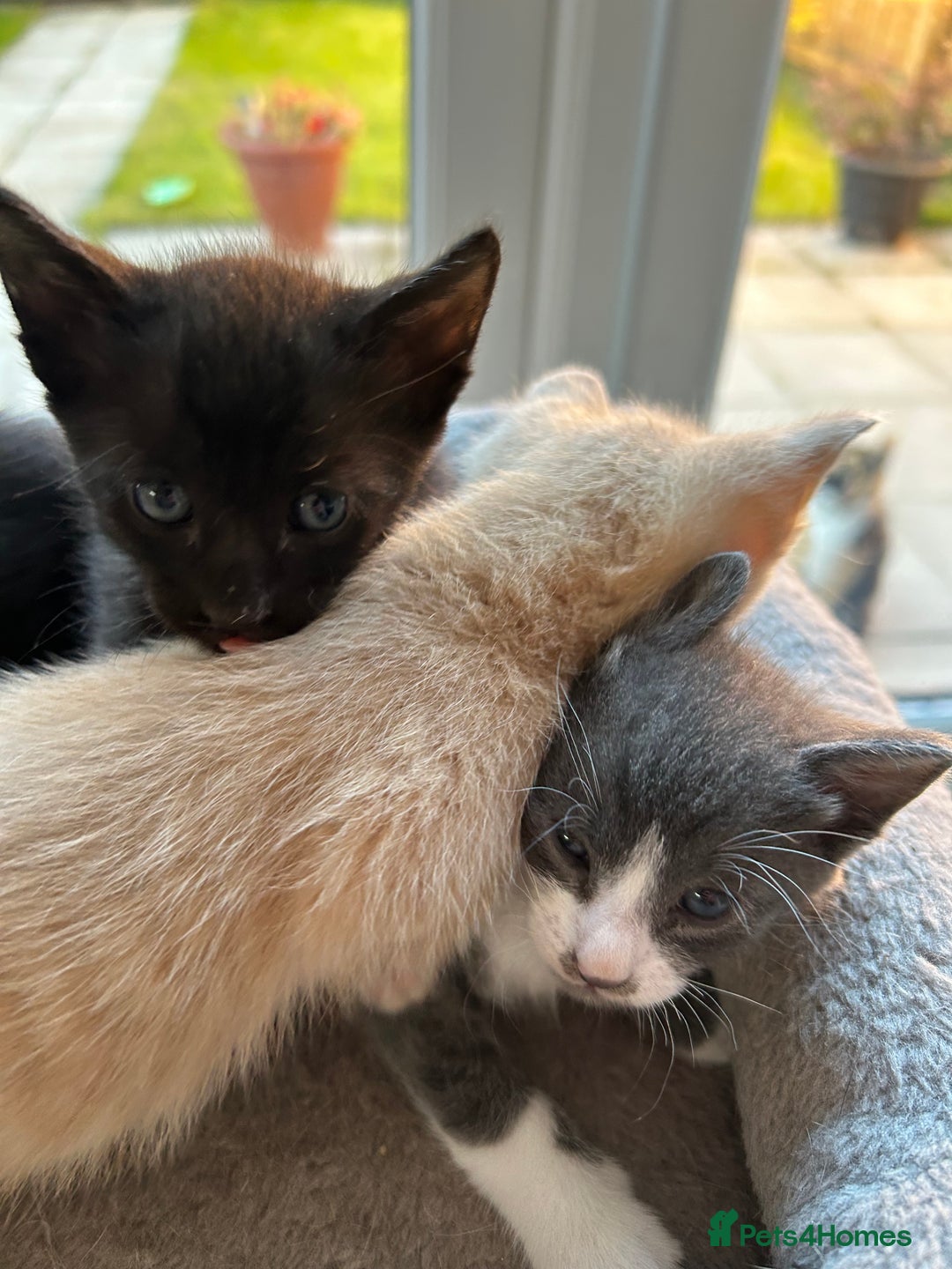 Siamese cats for sale: Siamese Cross Kittens - Image 10