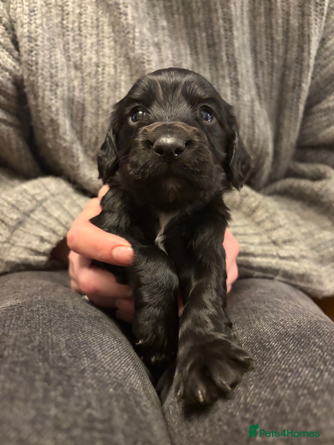 Cocker Spaniel dogs for sale: 6 Working Cocker pups KC registered - Advert 1